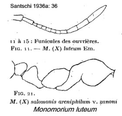 Monomorium luteum