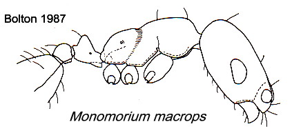 {Monomorium macrops}