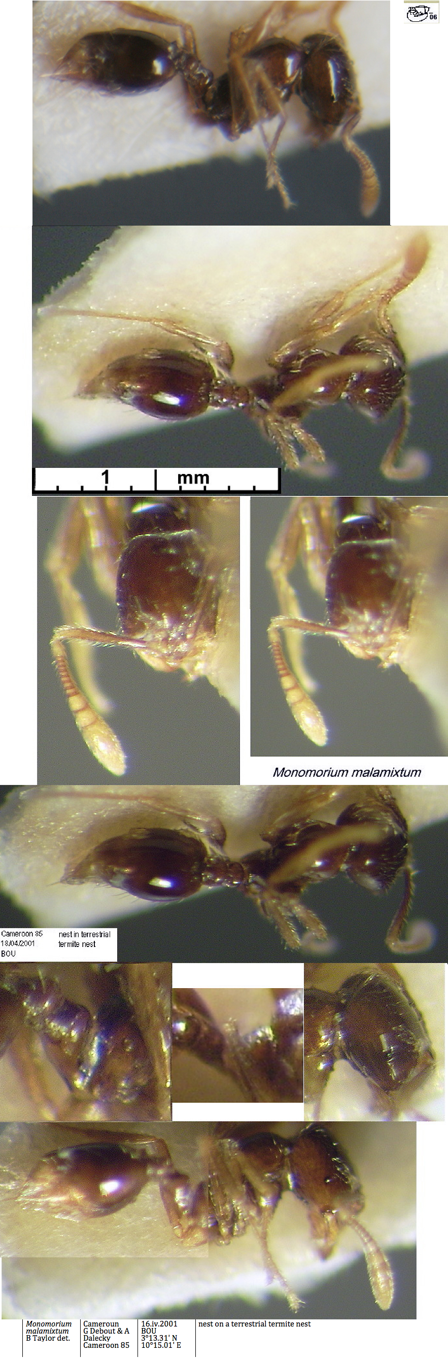 {Monomorium malamixtum}