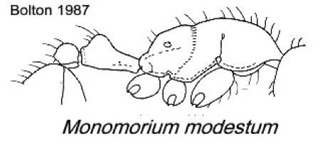 {Monomorium modestum}