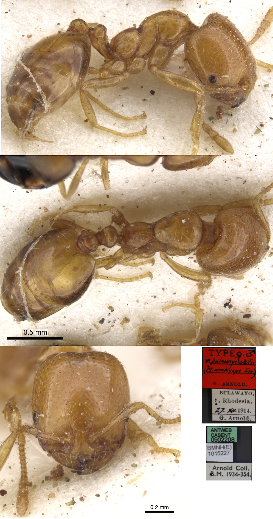 Monomorium oscaris bulawayensis media