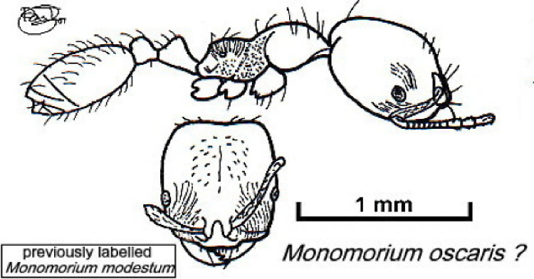 {Monomorium oscaris ? large}
