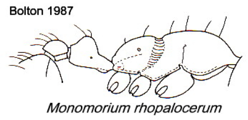 {Monomorium rhopalocerum}