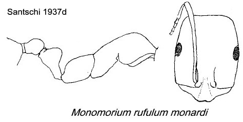 {Monomorium rufulum monardi}