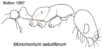 {Monomorium setuliferum}