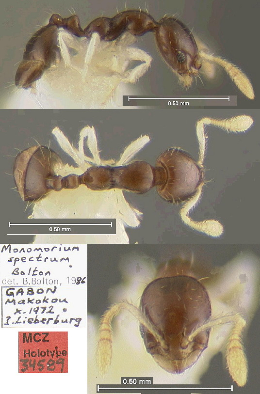 {Monomorium spectrum}