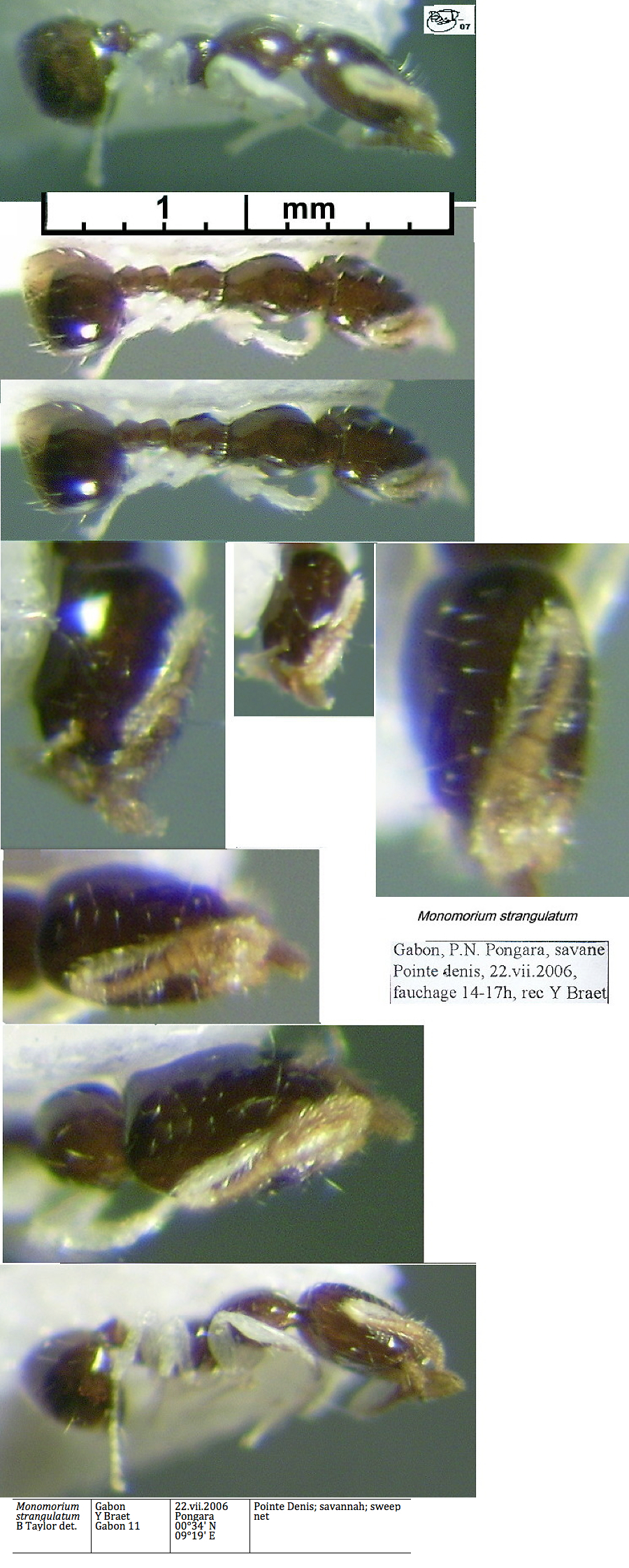 {Monomorium strangulatum}