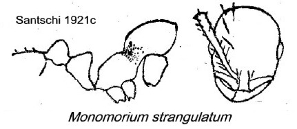 {Monomorium strangulatum}