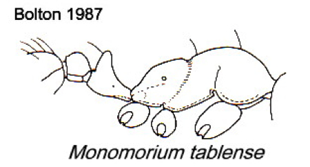 Monomorium tablense