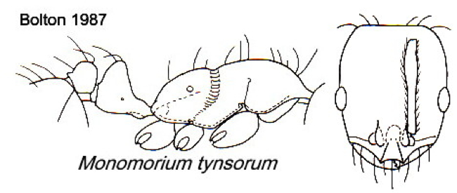 {Monomorium tynsorum}