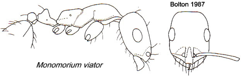 Monomorium viator
