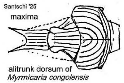 {Myrmicaria comgolensis}