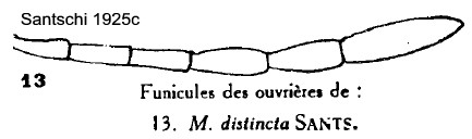 {funiculus of Myrmicaria distincta}