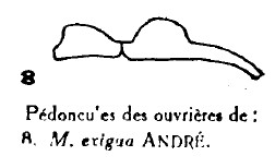 {M. exigua pedicel profile}