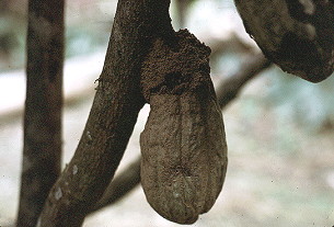 {tent over aphids or stictococcids on cocoa pod}