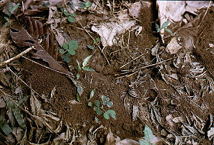 {nest of Myrmicaria striata in soil}
