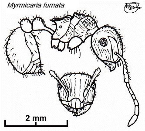 {Myrmicaria fumata}