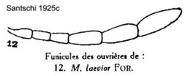 {funiculus of Myrmicaria laevior}