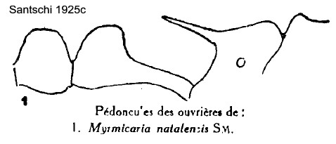 {Myrmicaria natalensis lateral}