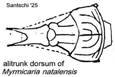 {M. natalensis alitrunk dorsum}