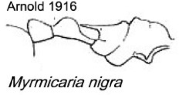 {Myrmicaria nigra}