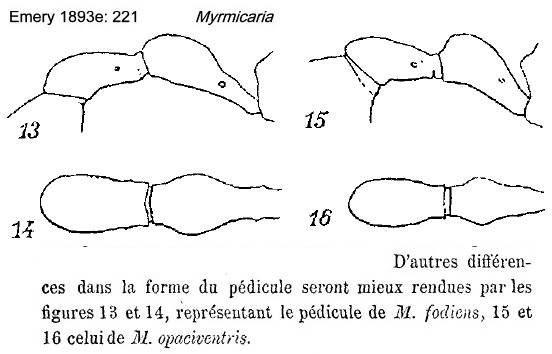 {Myrmicaria opaciventris pedicel