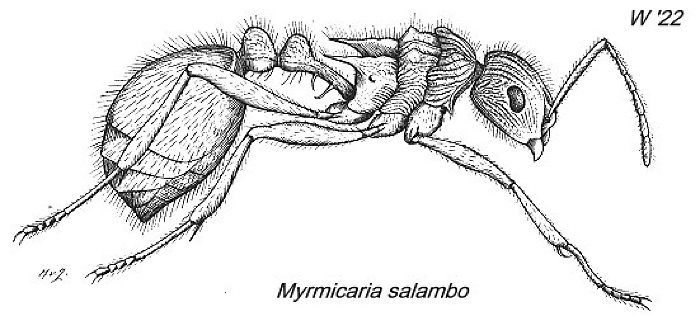{Myrmicaria salambo}
