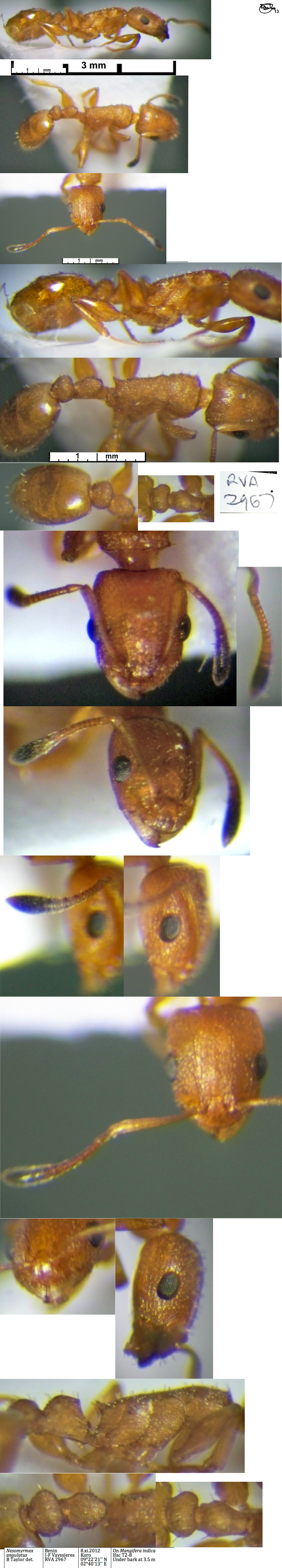 Nesomyrmex angulatus