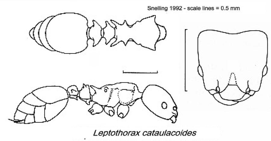 {Leptothorax cataulacoides}