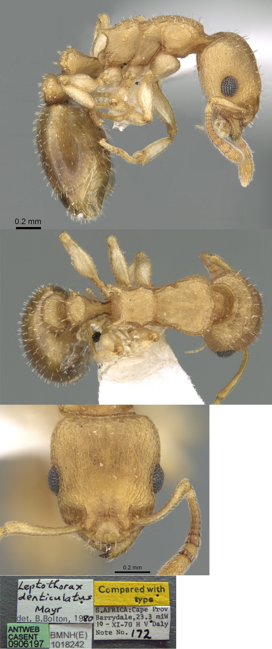 Nesomyrmex denticulatus
