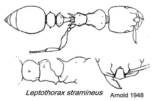 {Leptothorax stramineus}
