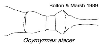 Ocymyrmex alacer pedicel
