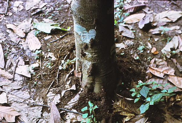 {Odontomachus troglodytes nest}