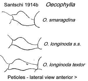 {Oceophylla longinoda textor}