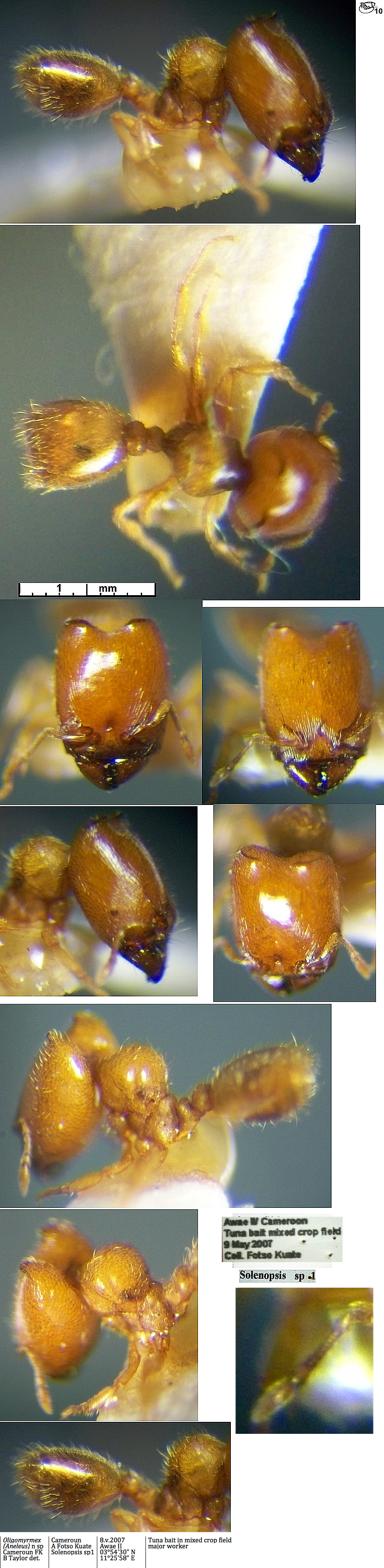 {Oligomiyrmex nsp Cameroon 2010 major}