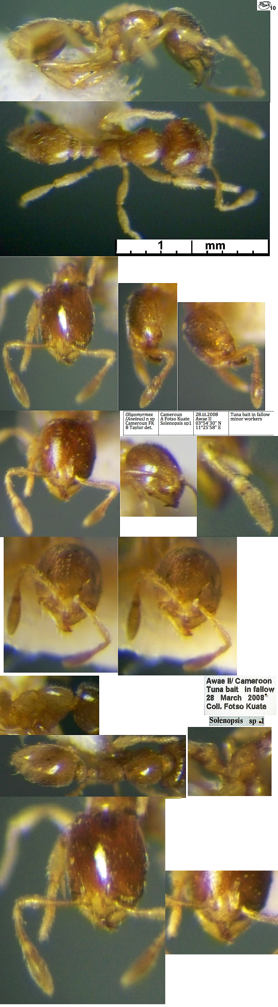 {Oligomiyrmex nsp Cameroon 2010 minor}