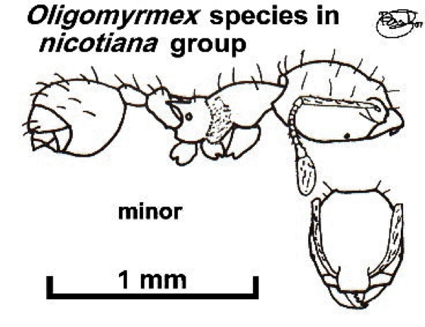 {Oligomyrmex species in nicotiana gp}