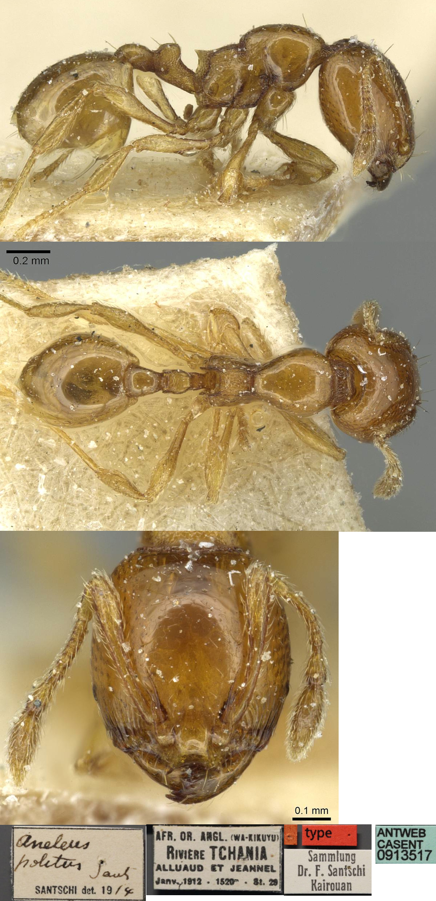 {Oligomyrmex politus}