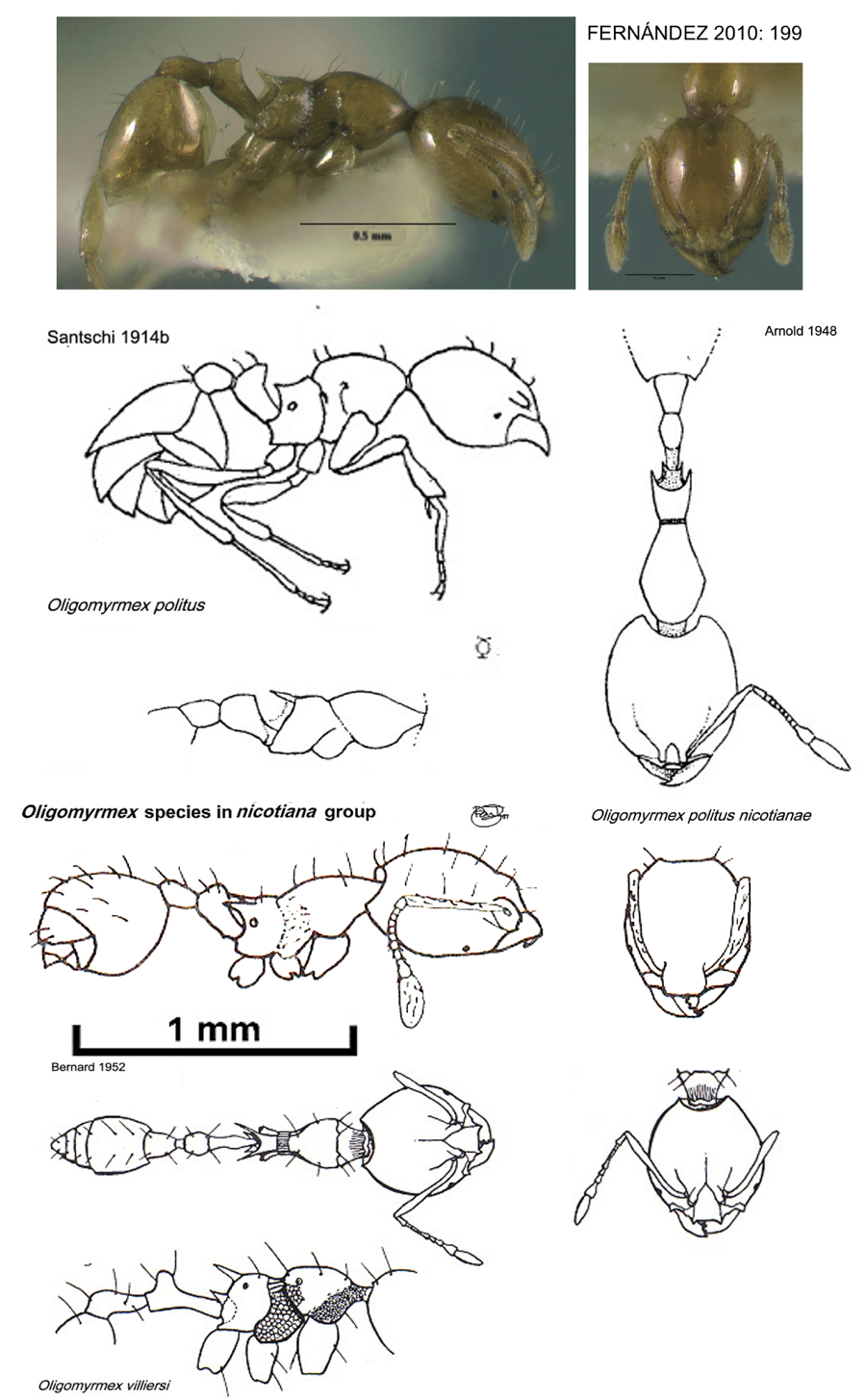 {Oligomyrmex politus comparisons}</td>