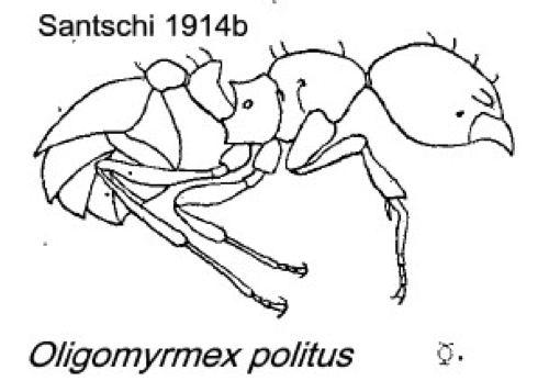 {Oligomyrmex politus}