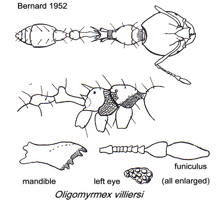 {Oligomyrmex villiersi}