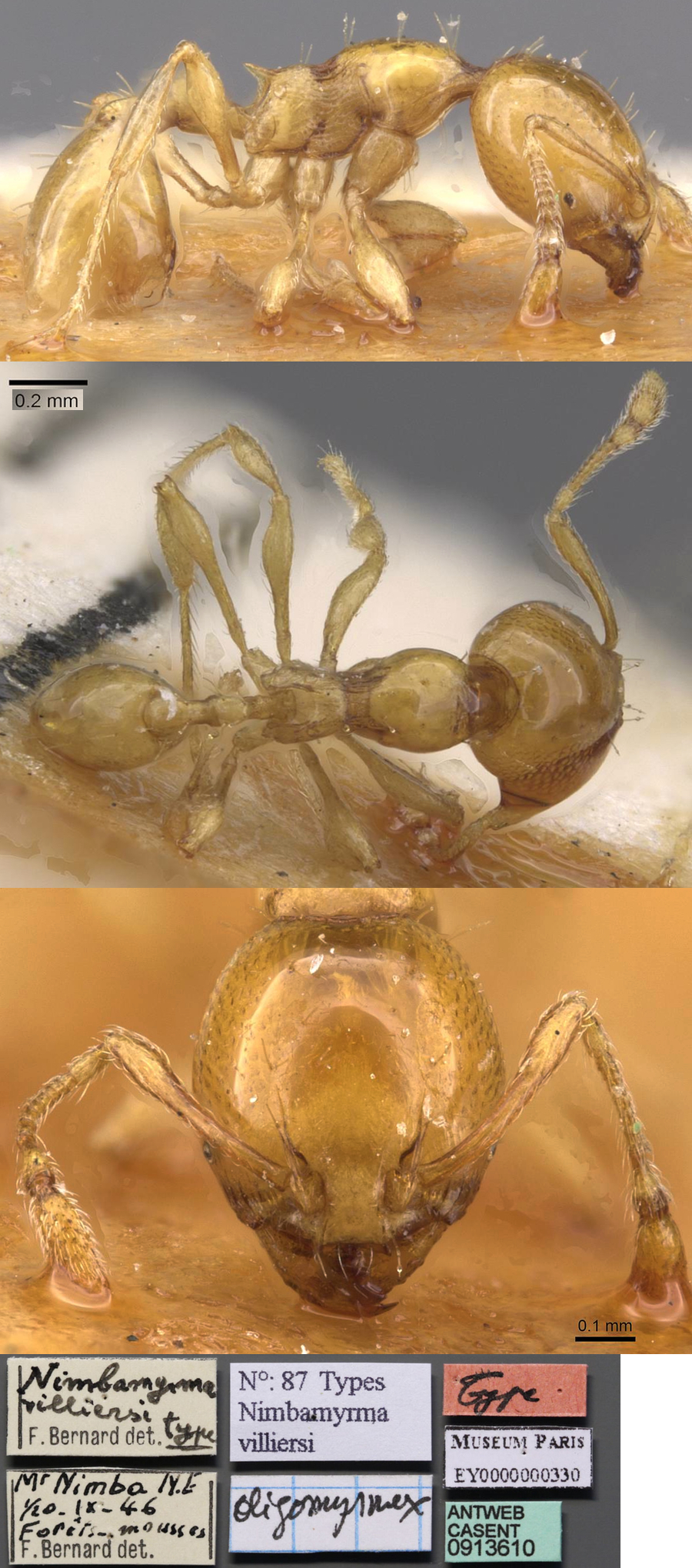 {Oligomyrmex villiersi}