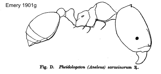 Oligomyrmex sarasinorum