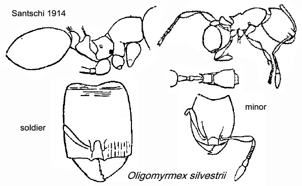 {Oligomyrmex silvestrii}