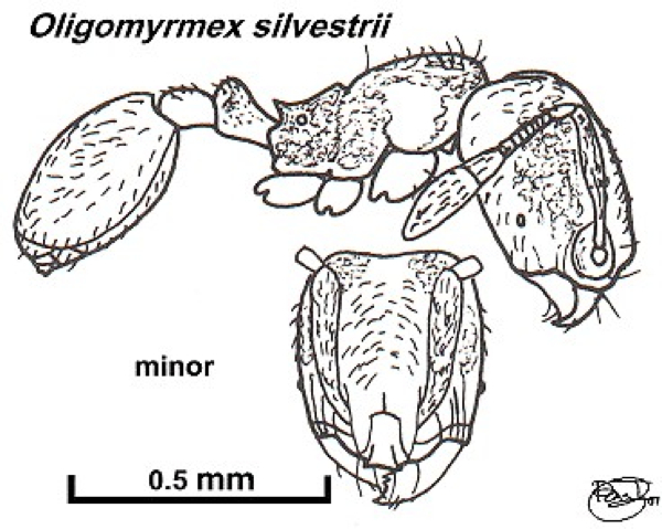 {Oligomyrmex species ?}