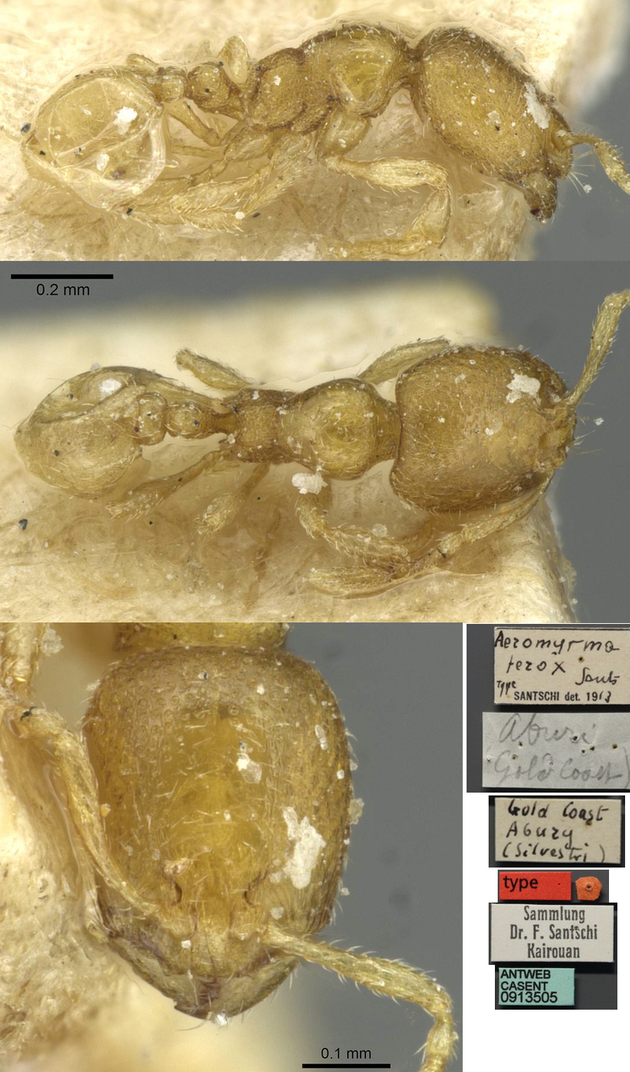 {Oligomyrmex vorax minor}