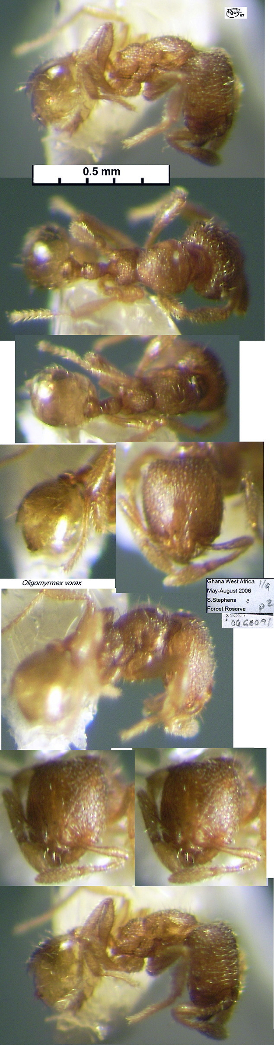 {Oligomyrmex vorax}