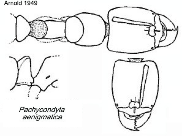 {Pachycondyla aenigmatica}