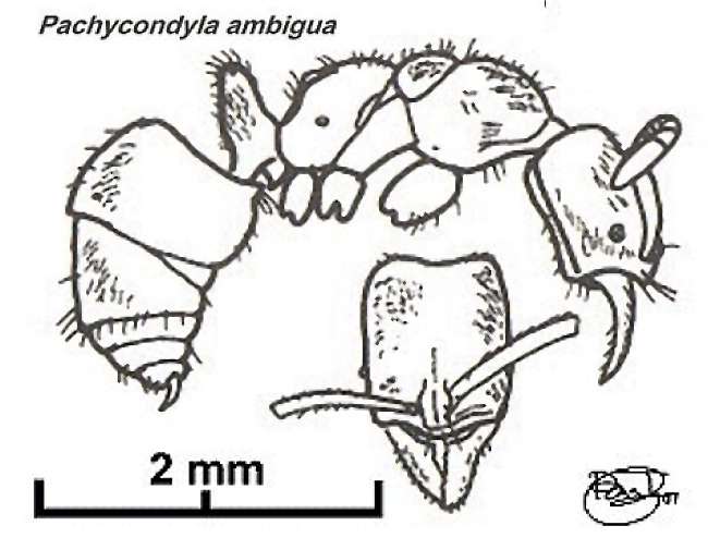 {Pachycondyla ambigua}