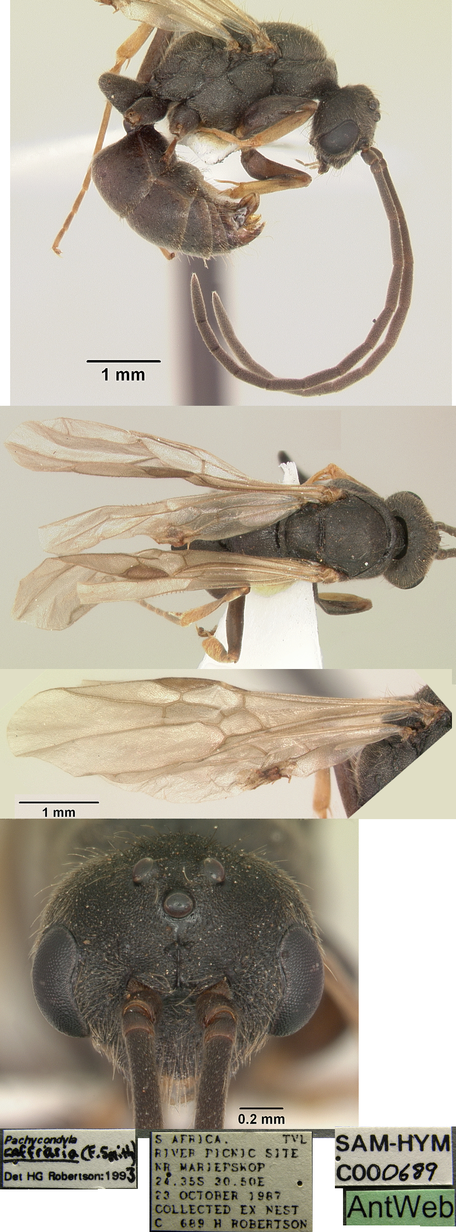 Pachycondyla caffraria male
